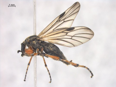 Bibio xanthopus palliatus 1